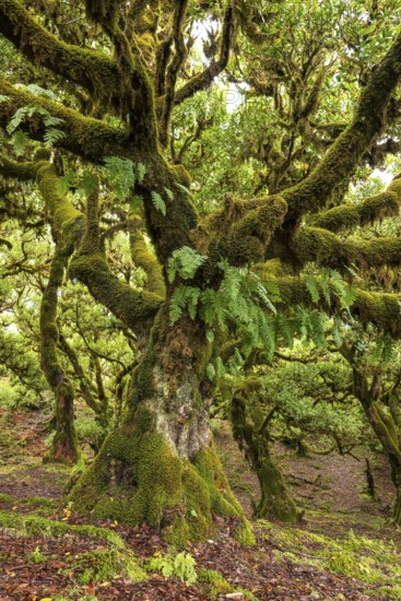 Moss-covered steps on a hiking trail along the Levada do Moinho, lined with primeval forest with ferns and other tropical plants, Laurisilva laurel forest, Madeira, Portugal