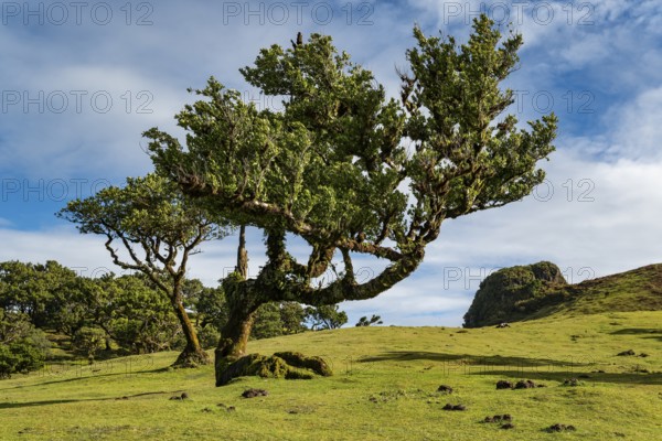 Moss-covered steps on a hiking trail along the Levada do Moinho, lined with primeval forest with ferns and other tropical plants, Laurisilva laurel forest, Madeira, Portugal