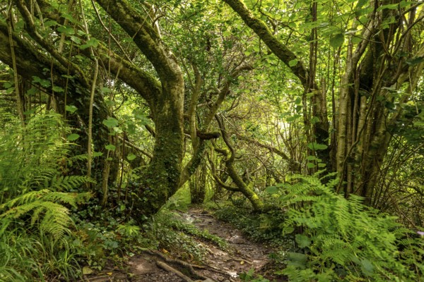 Hiking trail through a primeval forest with lush vegetation on the Derrynane Loop Walking Trail, Derrynane National Park, Iveragh Peninsula, County Kerry, Ireland