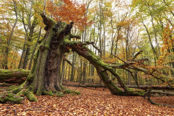 Autumnal forest scene with a trunk of an ancient, dead and bent tree covered with moss and tree fungi at the Sababurg primeval forest, Reinhardswald nature park Park, Hesse, Germany