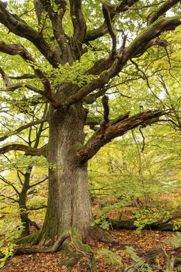 Trunk of a monumental English oak (Quercus robur) in an autumn scene in the Sababurg primeval forest, Reinhardswald nature park Park, Hesse, Germany