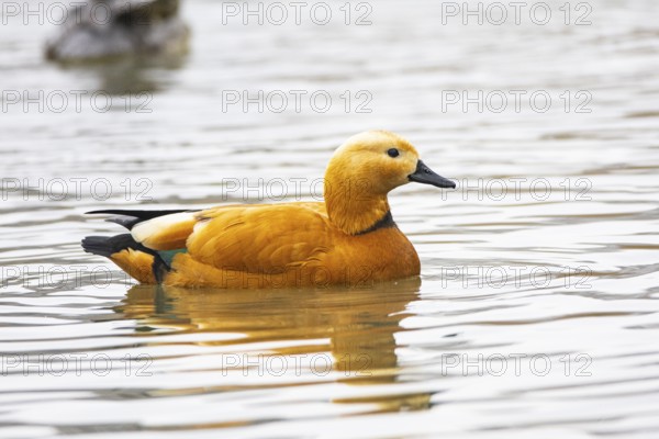 Ruddy shelduck (Tardora ferruginea) Germany