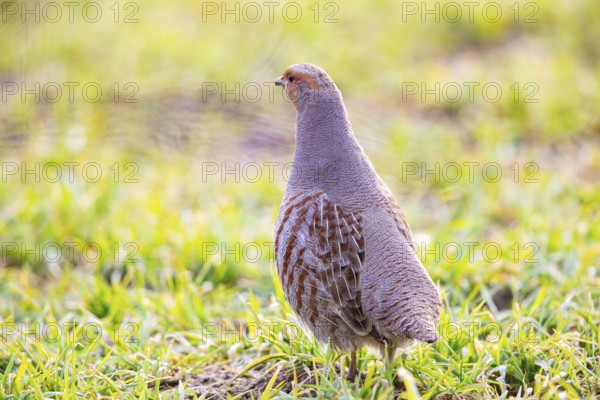 Grey partridge (Perdix perdix) Germany