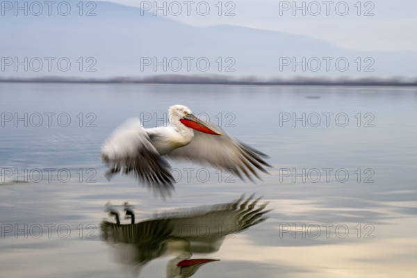 Dalmatian Pelican (Pelecanus crispus), Dalmatian Pelican, landing, long exposure, Lake Kerkini, Greece