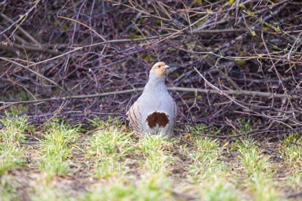 Grey partridge (Perdix perdix) Germany