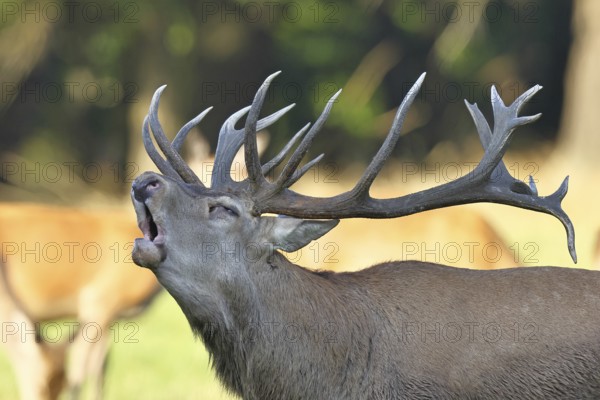 Red deer (Cervus elaphus) during the rutting season, a large stag roaring in a forest clearing, animal portrait, wildlife, autumn, Sauerland, North Rhine-Westphalia, Germany