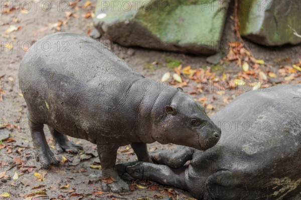 A female pygmy hippopotamus (Choeropsis liberiensis) stands next to its mother. Liberia, West Africa