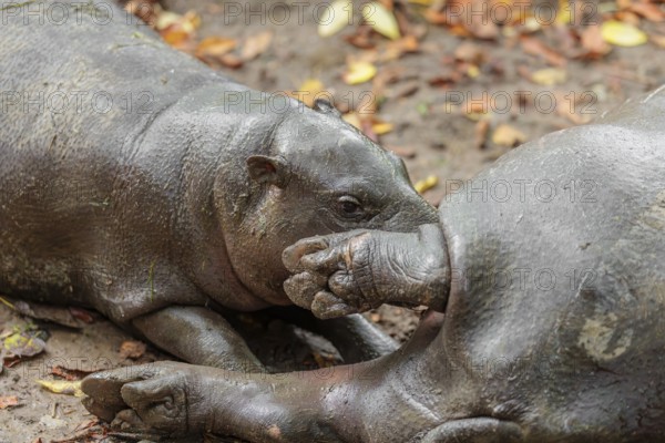 A female pygmy hippopotamus (Choeropsis liberiensis) nurses its calf. Liberia, West-Afrika