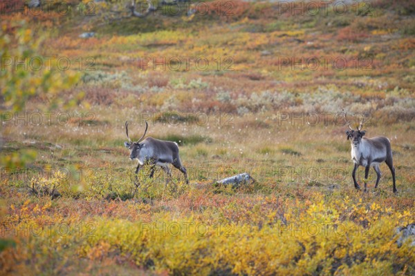 Reindeer herd at Abisko National Park in the colourful autumn of Lapland below Lapporten, Cuonjávággi