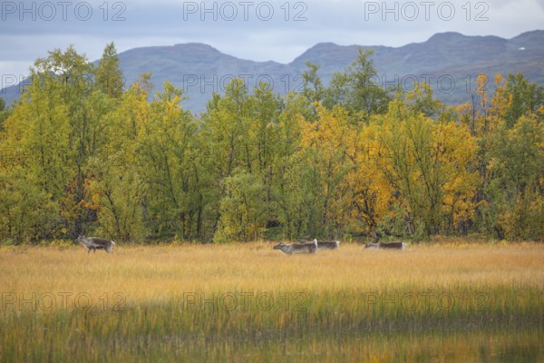 Reindeer at Abisko National Park in autumnal Lapland crossing a marshland by the lake