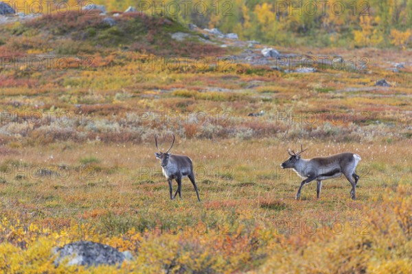 Reindeer herd at Abisko National Park in the colourful autumn of Lapland below Lapporten, Cuonjávággi