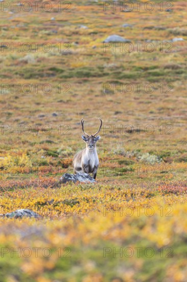 Reindeer at Abisko National Park in the colourful autumn of Lapland below Lapporten, Cuonjávággi