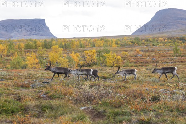 Reindeer herd at Abisko National Park in the colourful autumn of Lapland below Lapporten, Cuonjávággi
