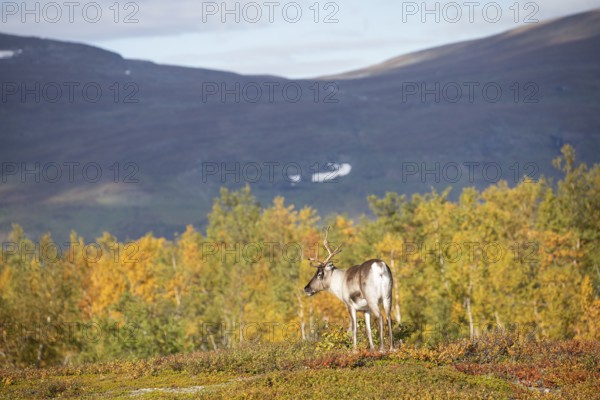 Reindeer at Abisko National Park in the colourful autumn of Lapland below Lapporten, Cuonjávággi