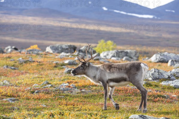 Reindeer at Abisko National Park in the colourful autumn of Lapland below Lapporten, Cuonjávággi