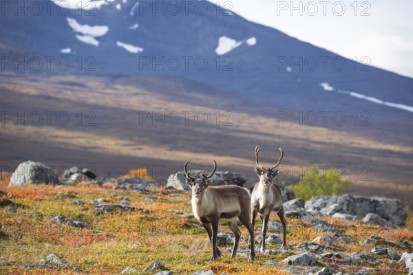 Reindeer herd at Abisko National Park in the colourful autumn of Lapland below Lapporten, Cuonjávággi