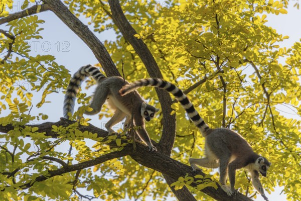 A ring-tailed lemur (Lemur catta) runs across a branch high up in a tree against the light on a sunny day. Southern and southwestern Madagascar