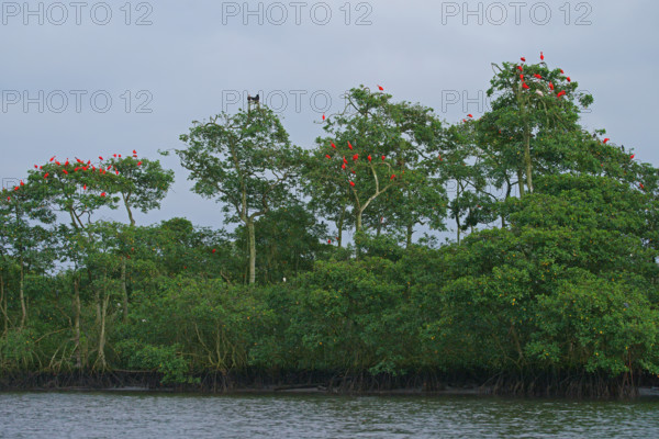 Scarlet Ibis (Eudocimus ruber), Mata Atlantica, Brazil, South America