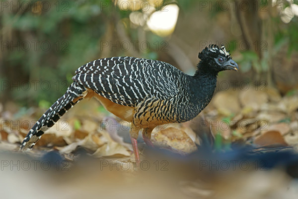 Sclater Hokko (Crax fasciolata), adult bird, female, Pantanal, Mato Grosso, Brazil, South America