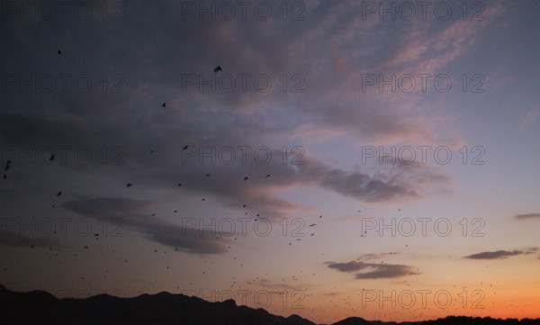 Flying foxes (Pteropodidae), Kalong Mangrove Island, Komodo National Park, Indonesia, Southeast Asia
