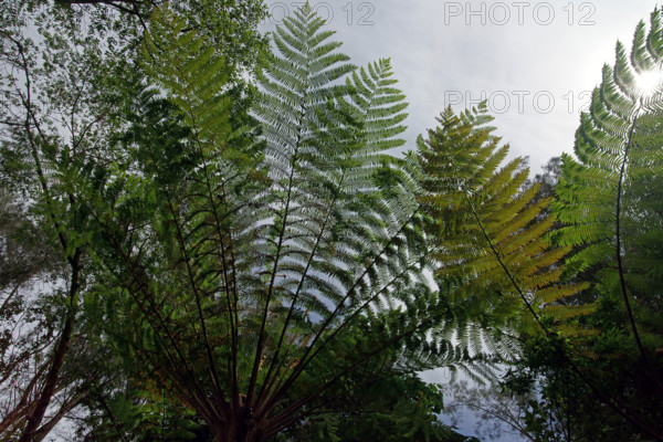 Tree fern Indonesia