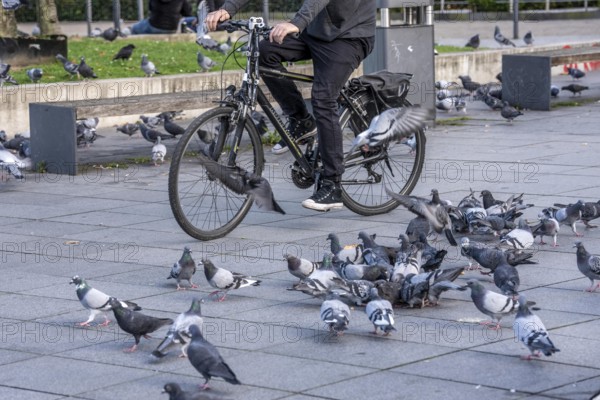 Pigeons, city pigeons, were fed with bread by humans, in the city centre of Essen, North Rhine-Westphalia, Germany