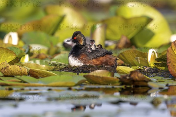 Black-necked Grebe (Podiceps nigricollis) at the nest with young, Danube Delta, Romania