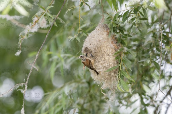 Penduline Tit (Remiz pendulinus), at the nest, feeding young bird in the nest, Danube Delta, Romania