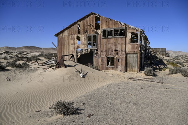 Schädel einer Oryx-Altilope (Oryx gazella) vor einer Ruine der ehemaligen Diamantenstadt Pomona, Diamentensperrgebiet, bei Lüderitz, Region Karas, Namibia