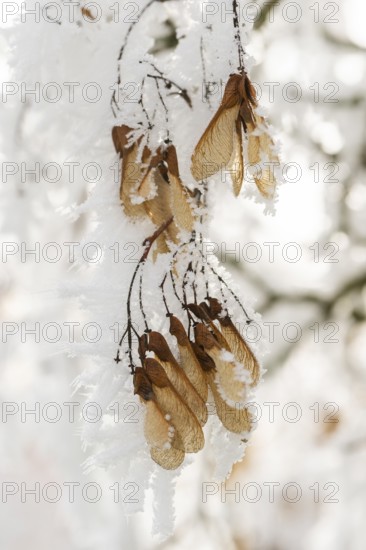 Ice crystals from roarfrost on Amur maple (Acer tataricum subsp. ginnala) seeds at sunshine in winter, Bavaria, Germany