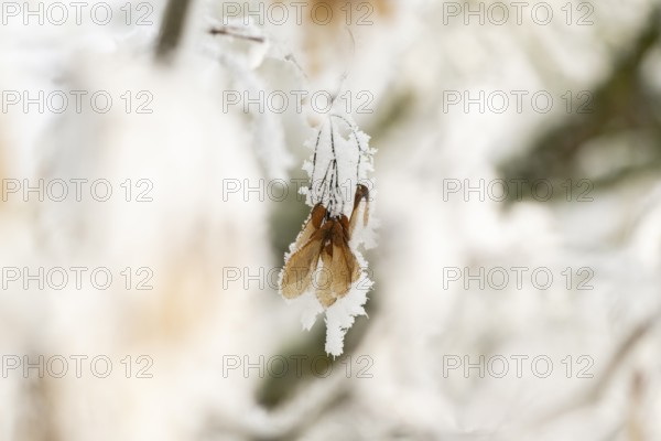 Ice crystals from roarfrost on Amur maple (Acer tataricum subsp. ginnala) seeds at sunshine in winter, Bavaria, Germany