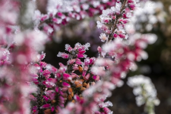 Ice crystals from roarfrost on a winter-flowering heather (Erica carnea) branch at sunshine in winter, Bavaria, Germany