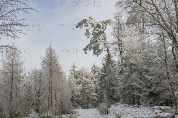 Forest road going through a mixed forest white from roarfrost on a sunny day in winter, Bavaria, Germany