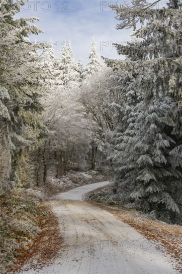 Forest road going through a mixed forest white from roarfrost on a sunny day in winter, Bavaria, Germany