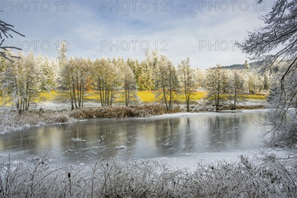 A frozen pont in a valley surrounded by a mixed forest with norway spruce (Picea abies) and European beech (Fagus sylvatica) white from roarfrost, on a sunny day in winter, Bavaria, Germany