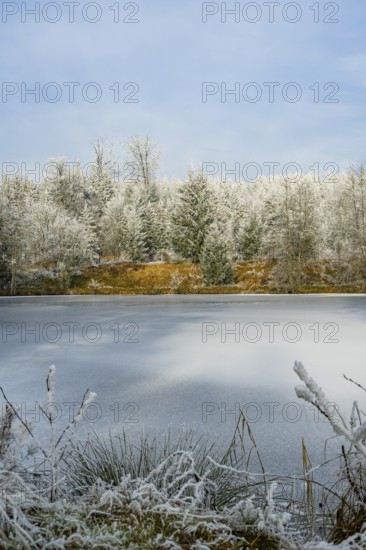 A frozen pont in a valley surrounded by a mixed forest with norway spruce (Picea abies) and European beech (Fagus sylvatica) white from roarfrost, on a sunny day in winter, Bavaria, Germany