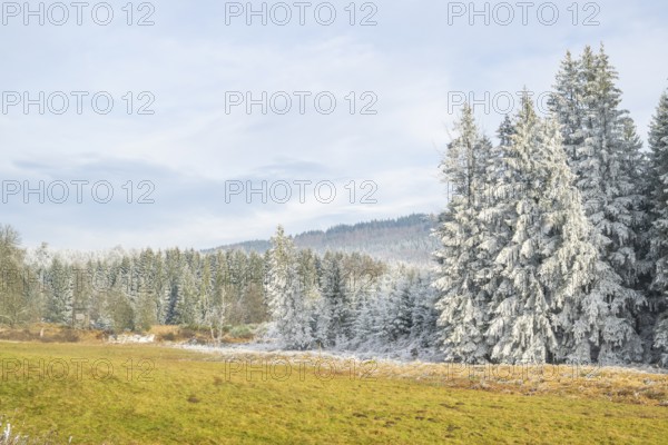 Meadow in a valley surrounded by a mixed forest with norway spruce (Picea abies) and European beech (Fagus sylvatica) white from roarfrost, on a sunny day in winter, Bavaria, Germany