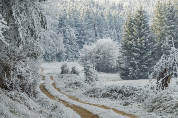 Forest road going through a beautiful landscape with forest, meadows and bushes, white from roarfrost, on a sunny day in winter, Bavaria, Germany