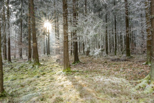 Mixed forest with norway spruce (Picea abies) and European beech (Fagus sylvatica) white from roarfrost, on a sunny day in winter, Bavaria, Germany