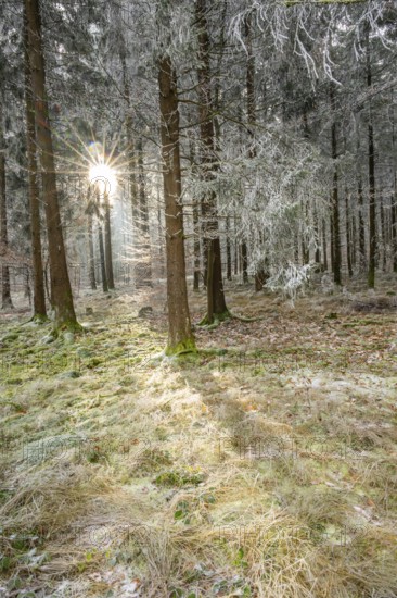 Mixed forest with norway spruce (Picea abies) and European beech (Fagus sylvatica) white from roarfrost, on a sunny day in winter, Bavaria, Germany