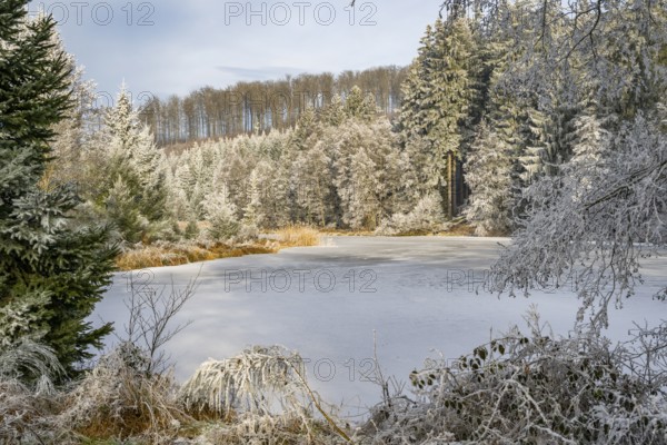 A frozen pont in a valley surrounded by a mixed forest with norway spruce (Picea abies) and European beech (Fagus sylvatica) white from roarfrost, on a sunny day in winter, Bavaria, Germany