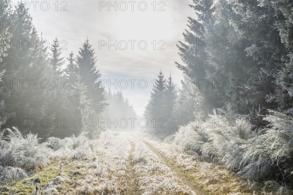 Walking trail going through a mixed forest white from roarfrost on a sunny day in winter, Bavaria, Germany