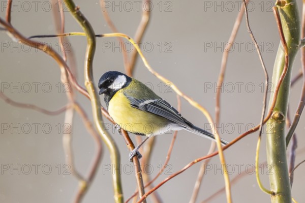 Great tit (Parus major) sitting on a branch, Bavaria, Germany