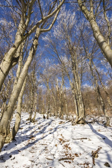 European beech (Fagus sylvatica) trees in a forest with hoarfrost on the branches in winter, Vápec, Horná Poruba, Slovakia