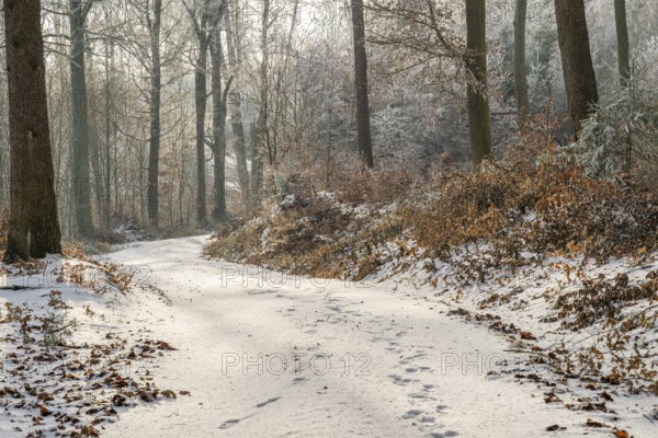 Forest road going through a mixed forest white from roarfrost on a sunny day in winter, Bavaria, Germany
