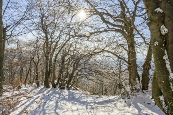 European beech (Fagus sylvatica) trees in a forest with hoarfrost on the branches in winter, Vápec, Horná Poruba, Slovakia