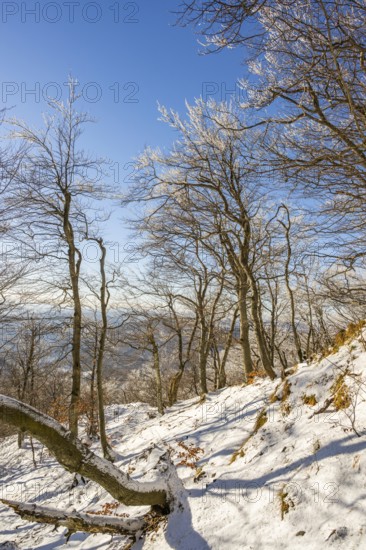 European beech (Fagus sylvatica) trees in a forest with hoarfrost on the branches in winter, Vápec, Horná Poruba, Slovakia
