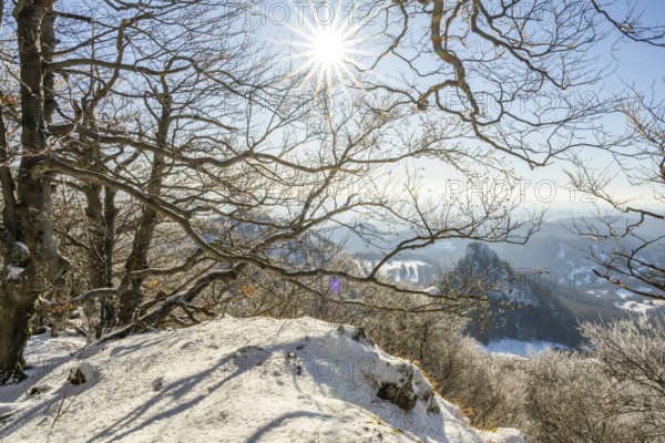 European beech (Fagus sylvatica) trees in a forest with hoarfrost on the branches in winter, Vápec, Horná Poruba, Slovakia