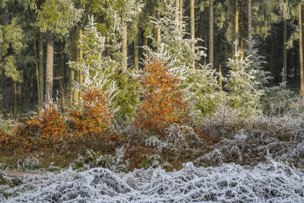 Mixed forest with norway spruce (Picea abies) and European beech (Fagus sylvatica) white from roarfrost, on a sunny day in winter, Bavaria, Germany