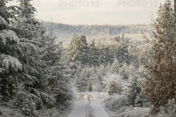 Forest road going through a mixed forest white from roarfrost on a sunny day in winter, Bavaria, Germany